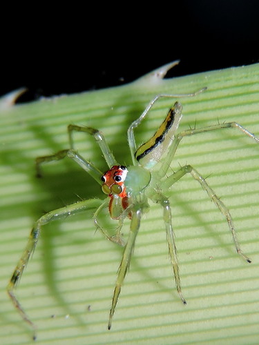 Magnolia Green Jumping Spider