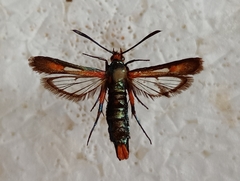 Chamaesphecia elampiformis