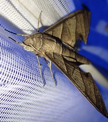 Polyptychus orthographus