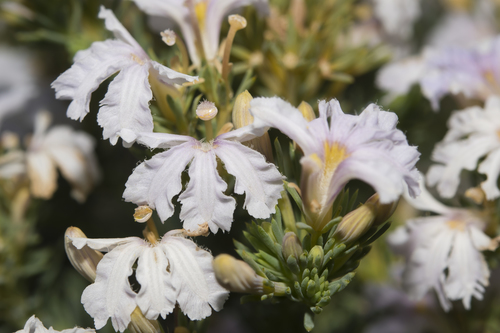 View of Leschenaultia stenosepala · iNaturalist
