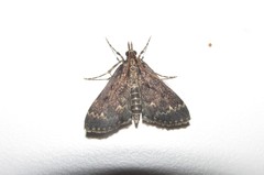 Proternia philocapna
