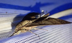 Polyptychus orthographus