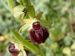 Ophrys sphegodes provincialis