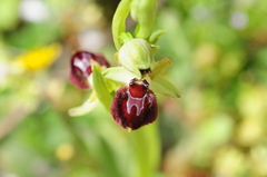 Ophrys sphegodes provincialis