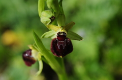 Ophrys sphegodes provincialis