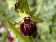 Ophrys sphegodes provincialis