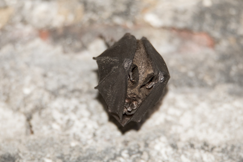 Formosan Woolly Horseshoe Bat