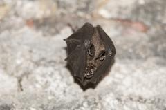 Rhinolophus formosae