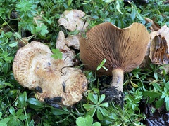 Paxillus