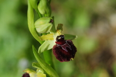Ophrys sphegodes provincialis