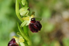 Ophrys sphegodes provincialis