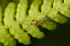 Felisacus elegantulus