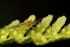 Felisacus elegantulus