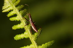 Nabis biformis