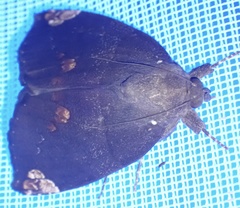 Achaea illustrata