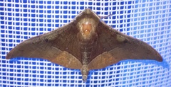 Plegapteryx anomalus