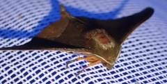 Plegapteryx anomalus