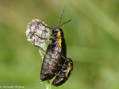 Arima marginata