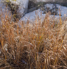 Typha