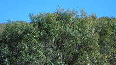 Quercus grahamii