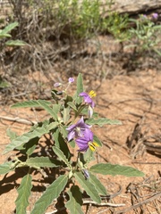 Solanum esuriale
