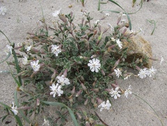 Silene succulenta