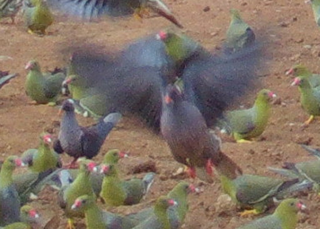 White-Naped Pigeon