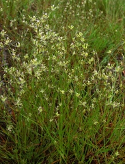 Luzula forsteri