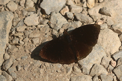 Rohana tonkiniana