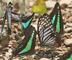 Graphium xenocles