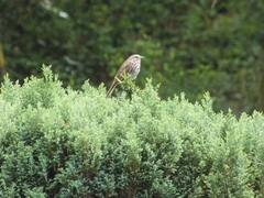 Melospiza melodia