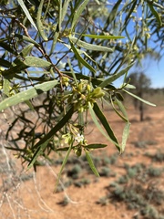 Myoporum platycarpum