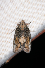 Etanna clopaea