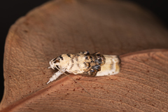 Piloprepes antidoxa