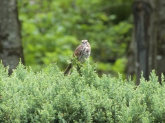 Melospiza melodia