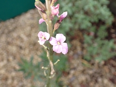 Erysimum linifolium