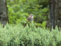 Melospiza melodia