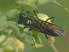 Tenthredo mesomela
