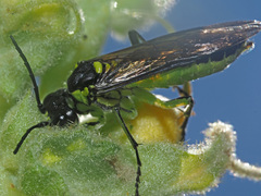 Tenthredo mesomela
