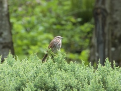 Melospiza melodia