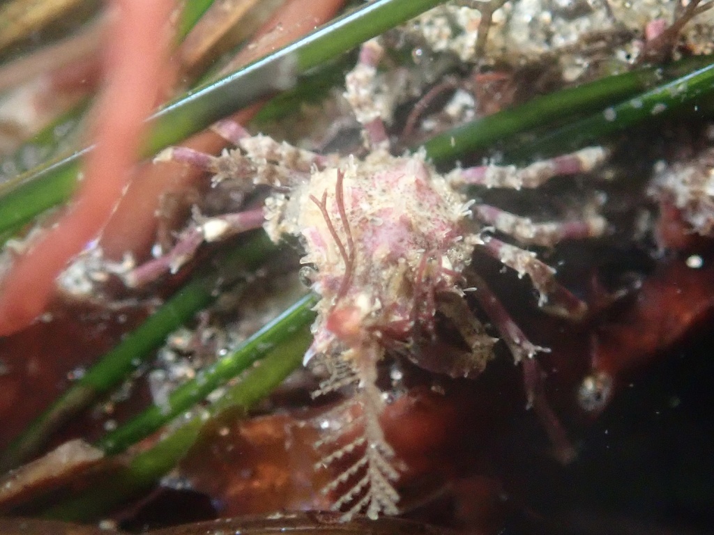 Pugettia dalli