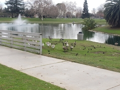 Anser cygnoides domesticus