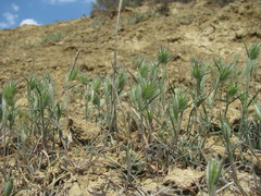 Eremopyrum orientale