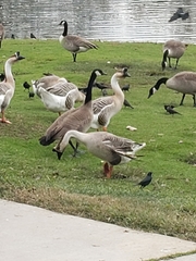 Anser cygnoides domesticus