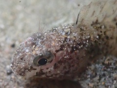 Hypsoblennius