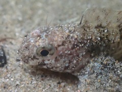 Hypsoblennius