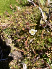 Drosera arcturi