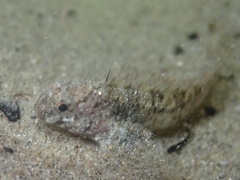 Hypsoblennius
