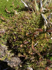 Drosera arcturi