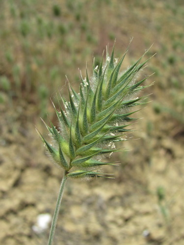 Oriental False Wheatgrass